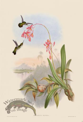 Gould Hummingbird 133